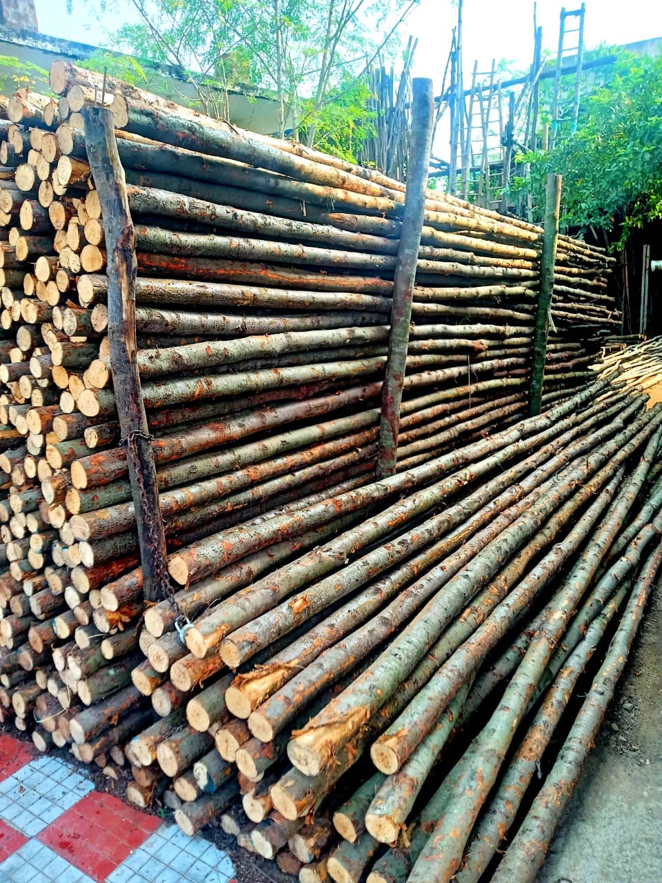 Tree Logs