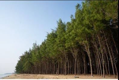 Casuarina Trees
